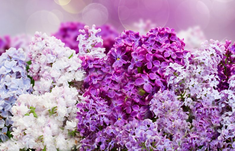 lilacs.jpg