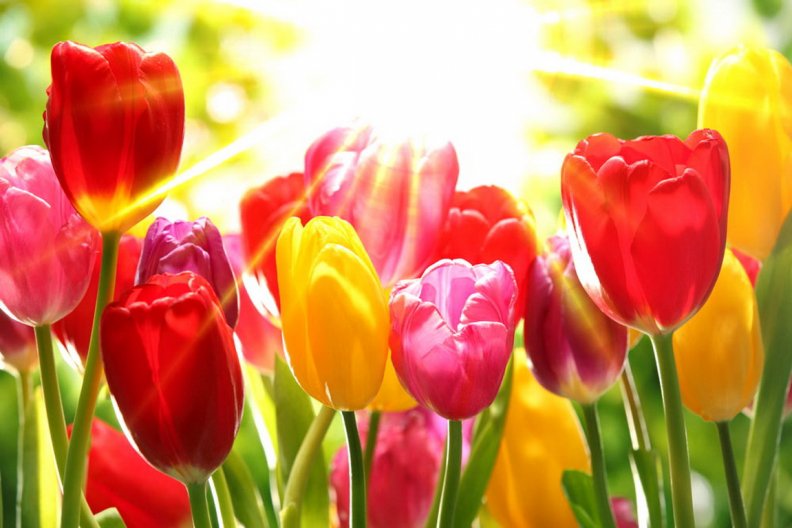 tulips_garden.jpg