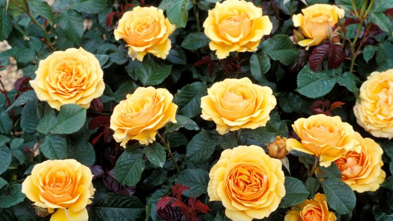 yellow_roses_bush.jpg