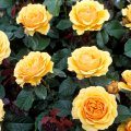 Yellow Roses Bush