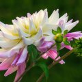 Pink and White Dahlia