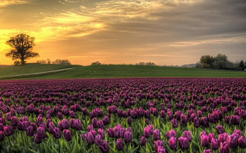 tulip_field.jpg