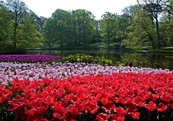 Keukenhof Park, Netherlands