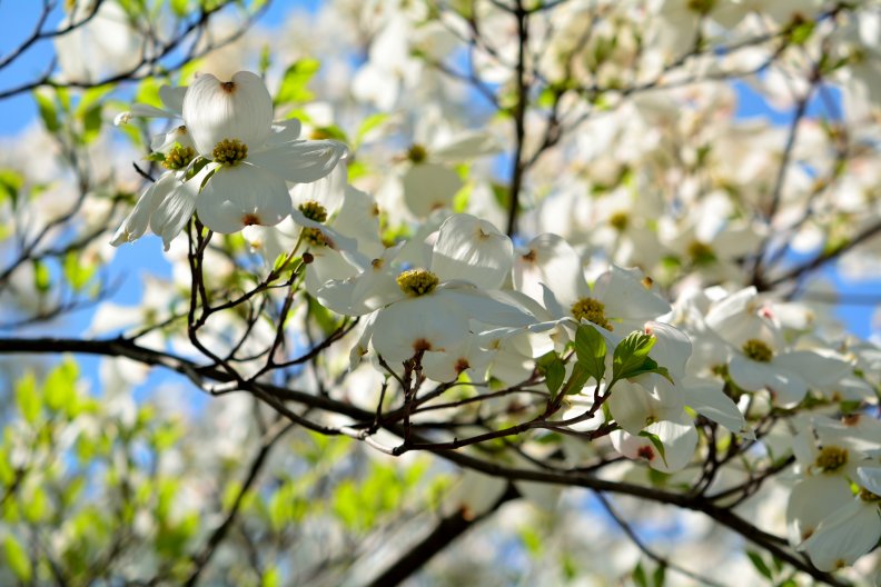 blossoming_spring.jpg
