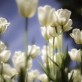 Spring White Tulips
