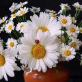 Beautiful Daisies in a Vase