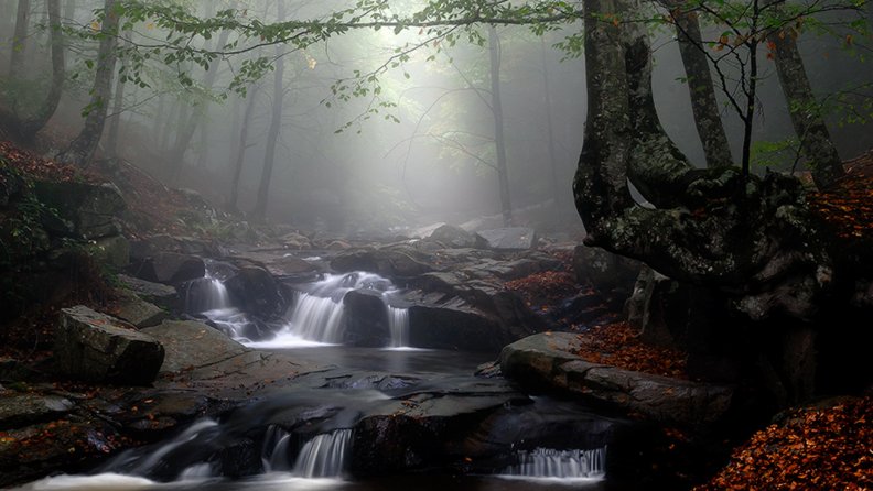 forest creek in fog