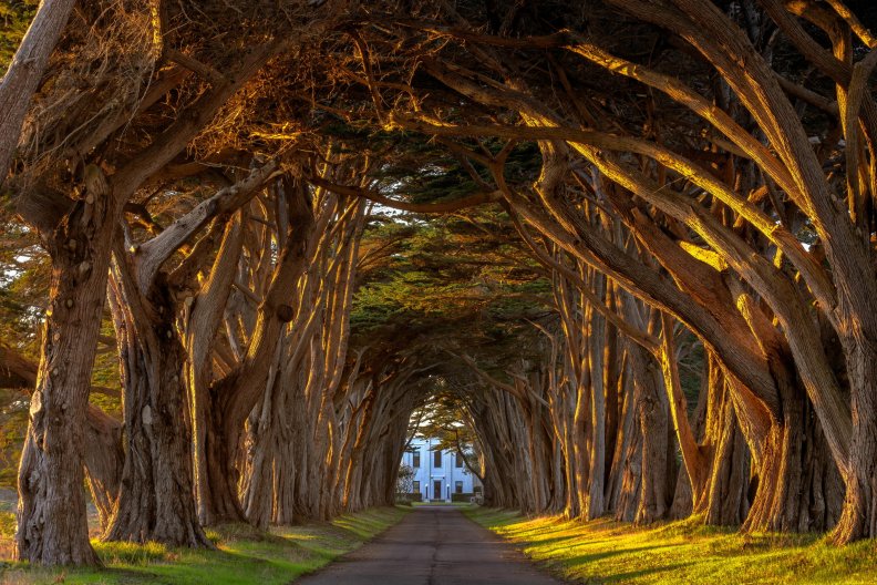 cypress_tree_tunnel_california.jpg