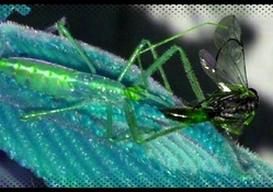 Assassin Bug with blue filter