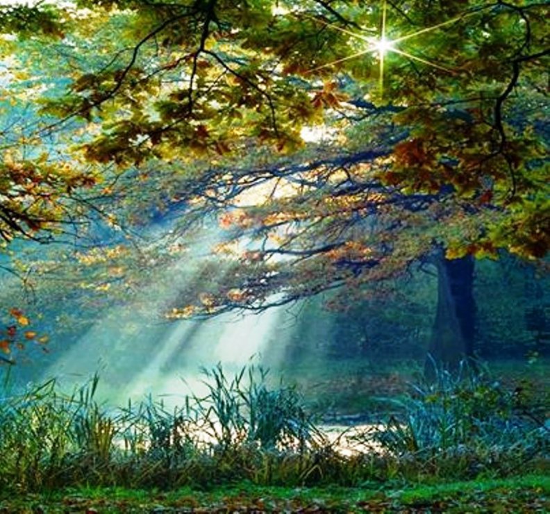forest_rays.jpg