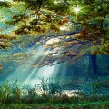 FOREST RAYS