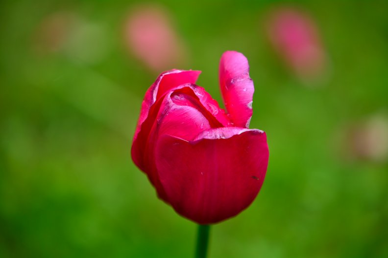 blooming_spring_rose.jpg