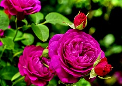 Purple Roses~ For Sweet Carol