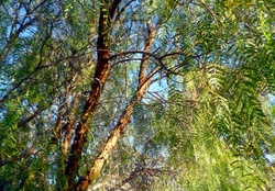 Beautiful peppercorn tree 