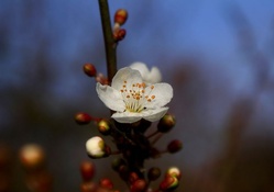 Ephemere flower
