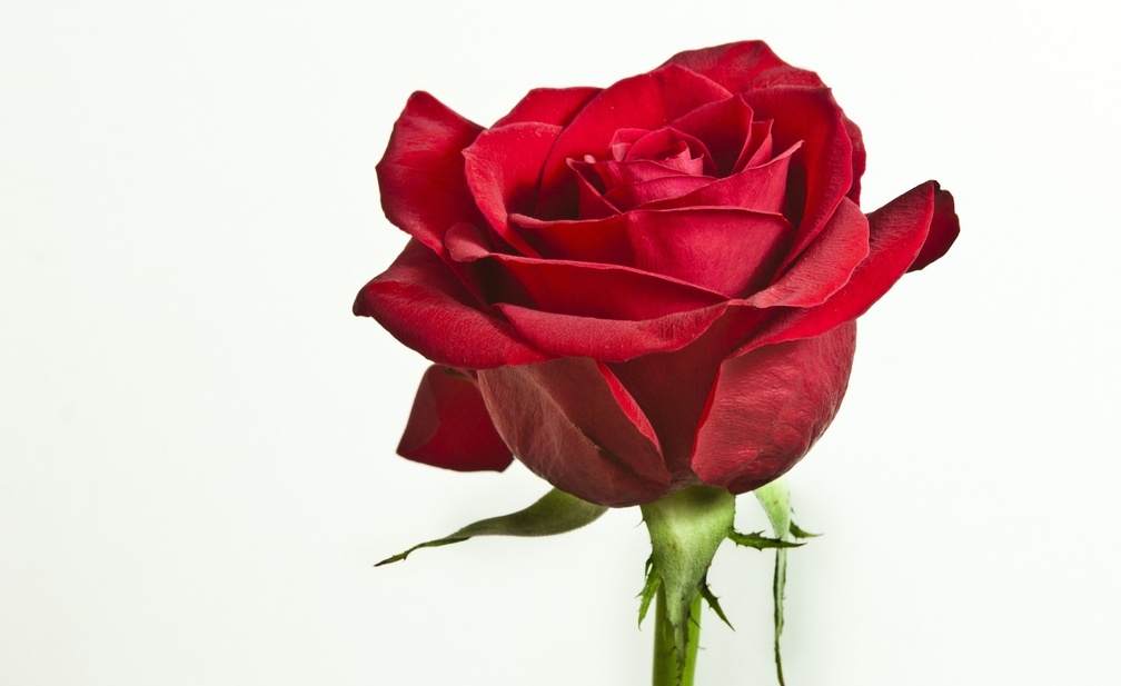 * Single red rose *