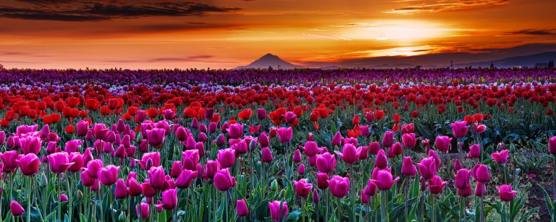 Tulip Field At Sunrise