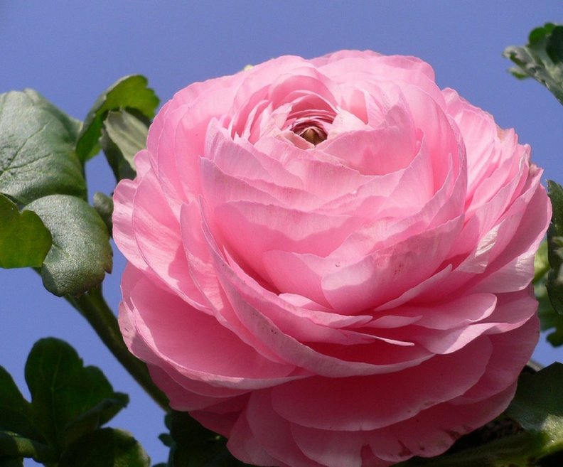 Large Pink Rose