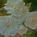 Beautiful White Roses Bloom