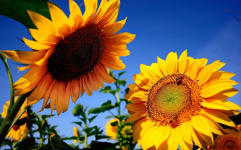 sunflowers_in_the_sun.jpg