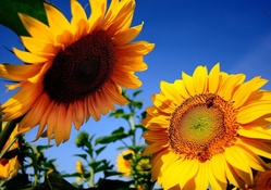 Sunflowers in the Sun