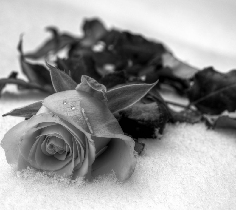 Grey Rose Download HD Wallpapers and Free Images