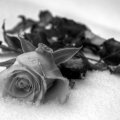 Grey Rose