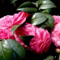 Bunch Of Camellia