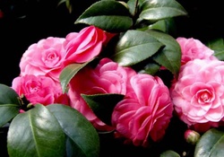 Bunch Of Camellia