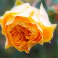 Blooming yellow rose