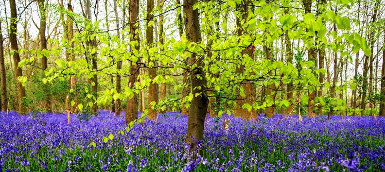 Beech Forest And Bluebells On Springtime