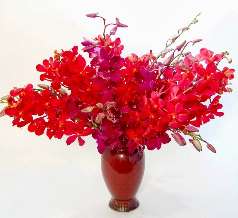 red_orchid_flowers_in_urn_vase.jpg