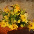 Basket of Daffodils