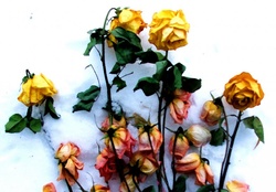 Snow Roses