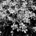 Black and white pic , flowers.