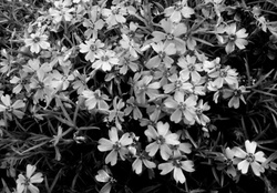 Black and white pic , flowers.