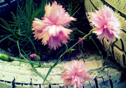Pink little flowers