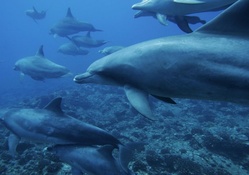 School of Dolphins