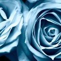 Lovely Blue Roses