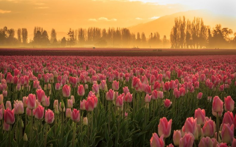 field_of_tulips.jpg