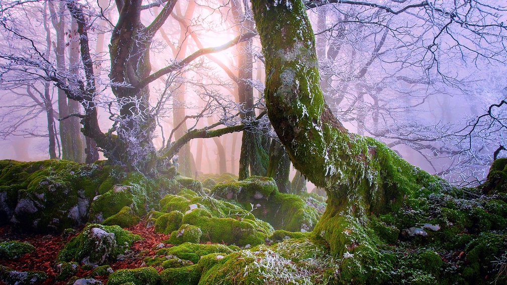 a frosty mist over a moss covered forest