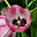 Varigated Tulip