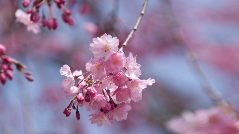 spring_cherry.jpg