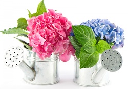 Hydrangea Bouquets