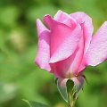 Single Pink Rose F