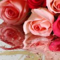 Lovely Roses Reflection