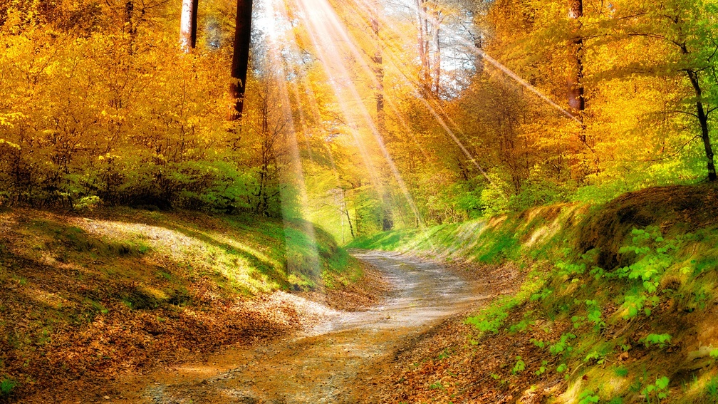 sun rays on a golden forest in autumn