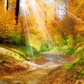 sun rays on a golden forest in autumn
