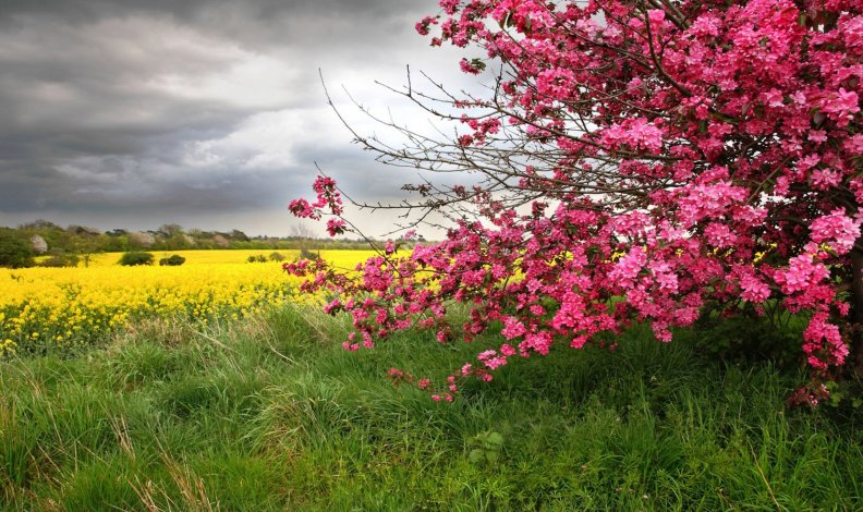 Blossomed Tree In The Yellow Field