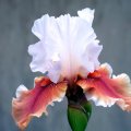 Lovely Iris